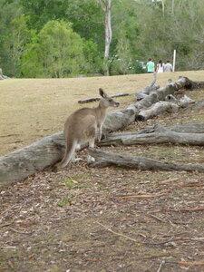 Australia 2013, P1000048