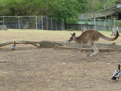 Australia 2013, P1000051