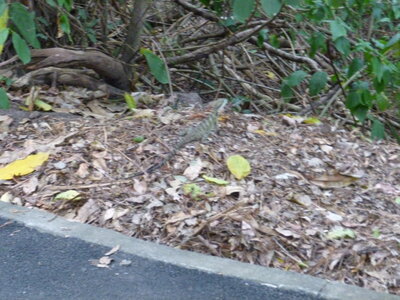 Australia 2013, P1000043