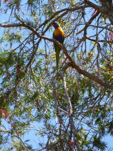 Australia 2013, P1000012