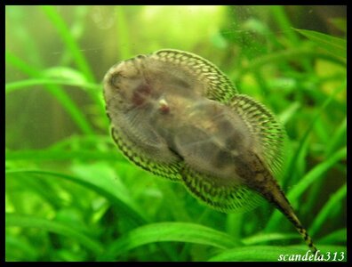 aquariophilie, PICT0237