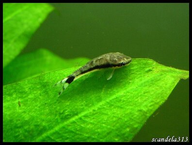aquariophilie, PICT0536