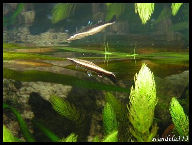 aquariophilie, PICT0747