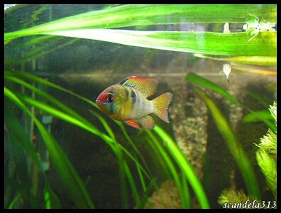 aquariophilie, PICT0762