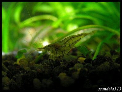 aquariophilie, PICT0235