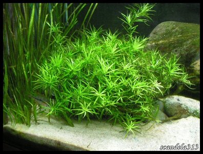 aquariophilie, PICT0489
