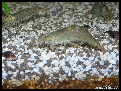 aquariophilie, PICT0231