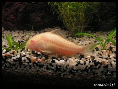 aquariophilie, PICT0206