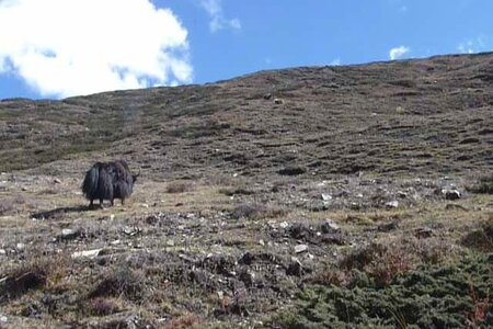 2013 Octobre Annapurnas , 13J281yak