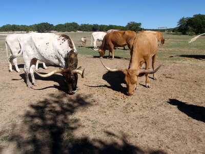 voyage texas, bandera 009