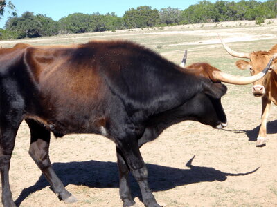 voyage texas, bandera 010