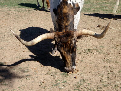 voyage texas, bandera 011