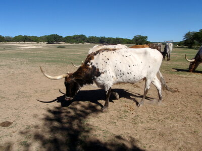 voyage texas, bandera 012
