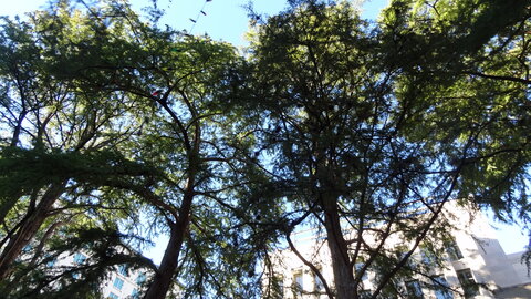 voyage texas, san antonio 063