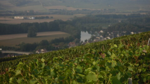 Vendanges Corinne, SDC12970