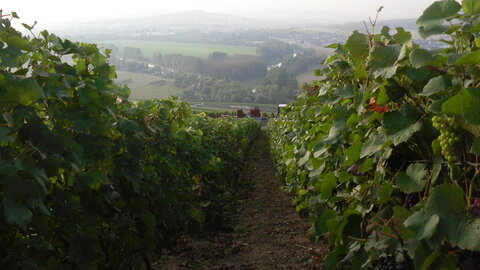 Vendanges Corinne, SDC12971