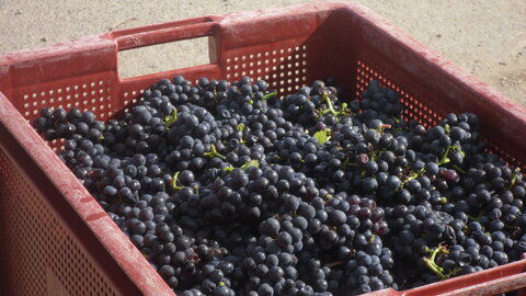 Vendanges Corinne, SDC12977