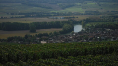 Vendanges Corinne, SDC13000
