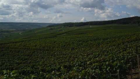 Vendanges Corinne, SDC13002