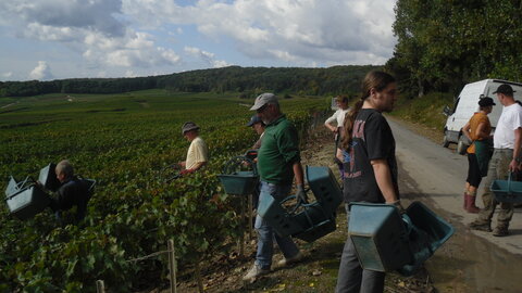 Vendanges Corinne, SDC13003