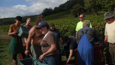 Vendanges Corinne, SDC13004