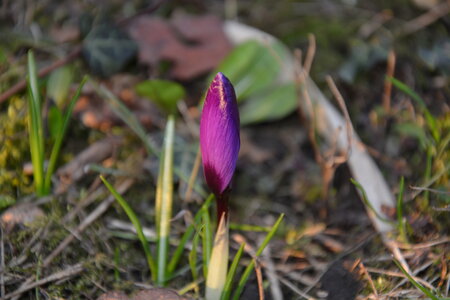 Nature, plantes, fleurs, arbres, DSC_0316