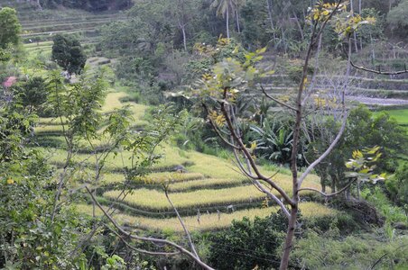 BALI 2013, _DSC0033_resized