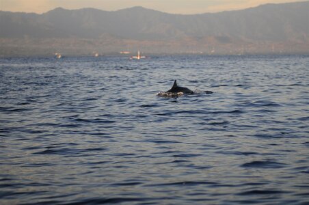 BALI 2013, A LA RECHERCHE DES DAUPHINS