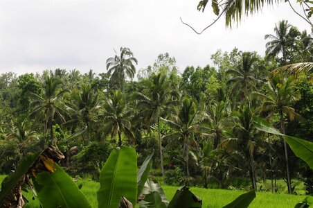 BALI 2013, _DSC0166_resized
