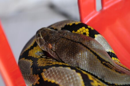 BALI 2013, UN VRAI PYTHON A LA PEAU DOUCE !
