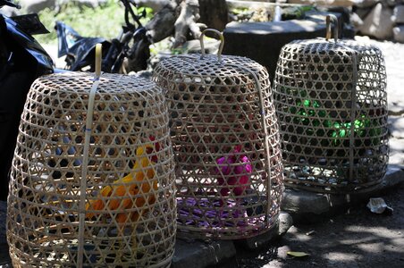 BALI 2013, LES COMBATS DE COQ SONT PERMIS A BALI SANS PARI
