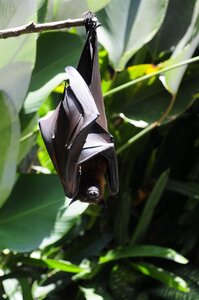 BALI 2013, UNE ROUSSETTE VARIETE DE CHAUVE SOURIS