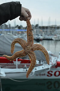 18- Notre découverte du  Finistère., Etoile de mer
