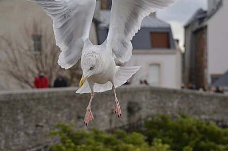 19- Avranches et sa région, Goéland