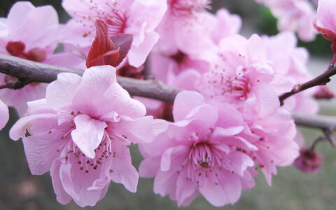 Illustrations, Fleurs