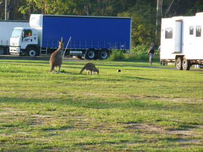 Australia 2013, P1000388