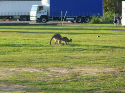 Australia 2013, P1000387