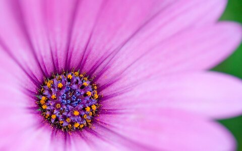 Illustrations, Fleur en gros plan