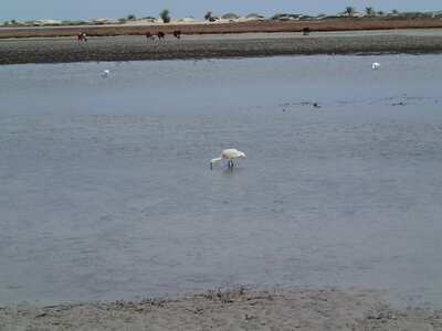 djerba 2014 partie 1, djerba 2014 0270
