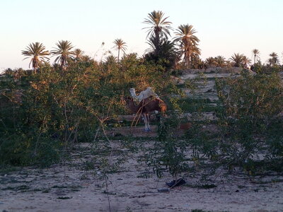 djerba 2014 partie 1, djerba 2014 0455