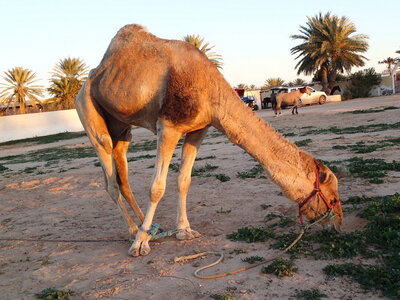djerba 2014 partie 1, djerba 2014 0457