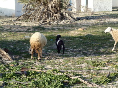 djerba 2014 partie 1, djerba 2014 0629