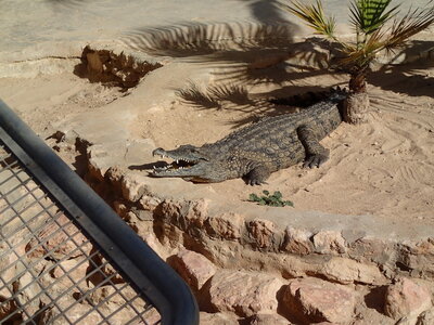 djerba janvier 2014 partie 2, djerba 2014 0745