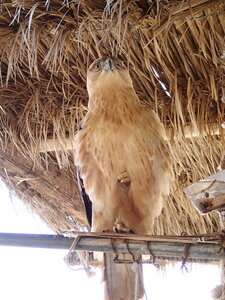 djerba janvier 2014 partie 2, djerba 2014 1058