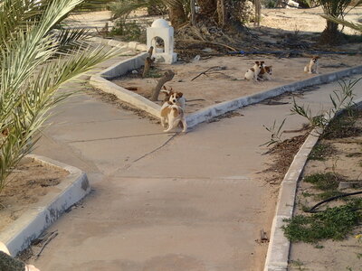 Djerba 2014 partie 3, djerba 2014 1411