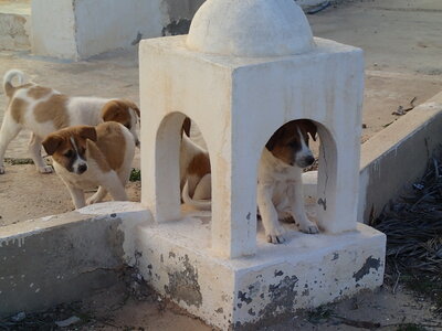 Djerba 2014 partie 3, djerba 2014 1419