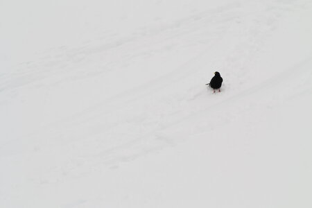 2014-02-02-ski-balcons-mont-blanc, alpes-aventure-ski-rando-mont-blanc-2014-02-01-17