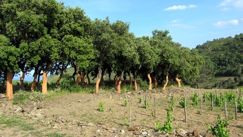 Collioure et alentours, Autour de Collioure