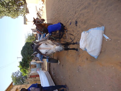 senegal, DSC01154