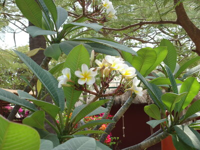 senegal, DSC01187